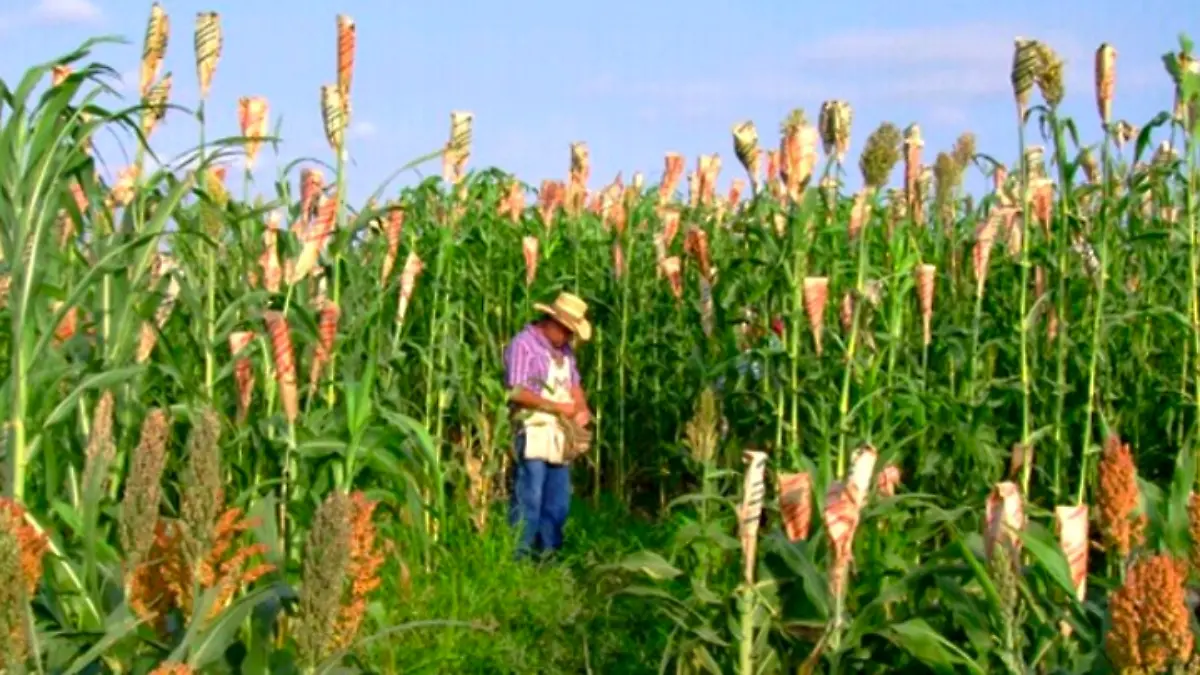 SORGO DULCE ETANOL